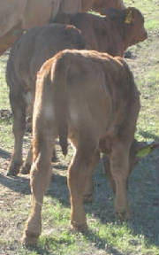 jsw_butt1_jpg_w180h287.jpg