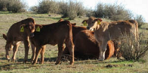 jsw_calves1_jpg_w300h149.jpg