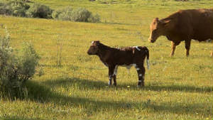 jsw_heiferoutofbanditiixceasarsgirl4073_jpg_w300h169.jpg