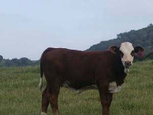 jsw_wfreyedsideviewcalf.jpg