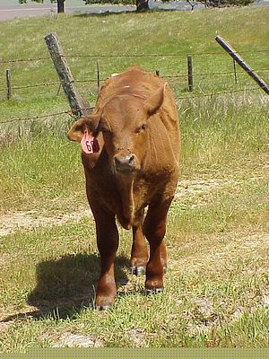 jsw_calf.jpg