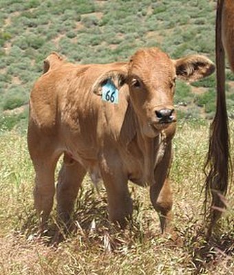 jsw_dunnbullcalf.jpg