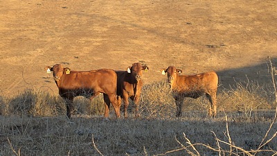 jsw_esperance_x_7125_embryo_calves.jpg