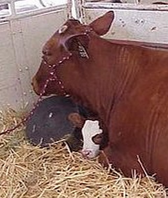 jsw_jsw_estellaandcalf.jpg